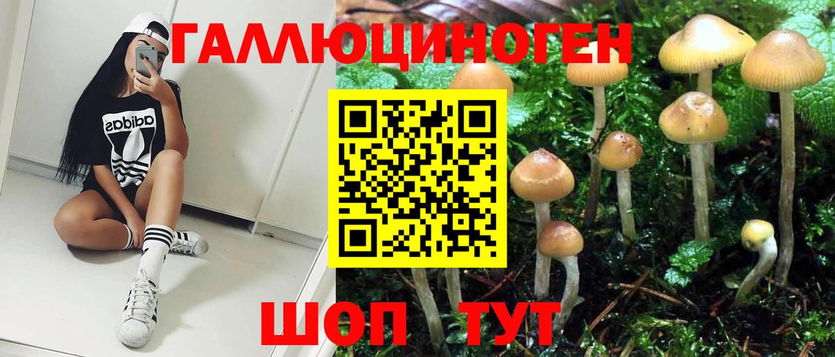 Псилоцибиновые грибы Psilocybine cubensis Узловая